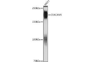 Western blot analysis of extracts of MCF7 cells, using CE antibody (ABIN7266084) at 1:1000 dilution. (CEACAM5 antibody)