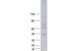 Validation with Western Blot (MRGPRE Protein (Myc-DYKDDDDK Tag))