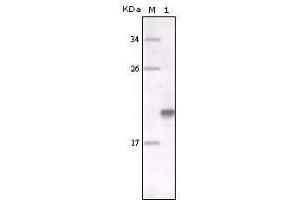 Western blot analysis using MER mouse mAb against fragment MER recombinant protein. (MERTK antibody)