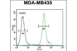 ZBBX Antibody (N-term) (ABIN654386 and ABIN2844132) flow cytometric analysis of MDA-M cells (right histogram) compared to a negative control cell (left histogram). (ZBBX antibody  (N-Term))