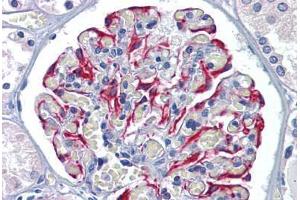 Anti-GFPT1 antibody  ABIN960780 IHC staining of human kidney. (GFPT1 antibody  (C-Term))