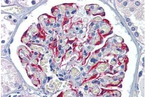Anti-GFPT1 antibody  ABIN960780 IHC staining of human kidney.