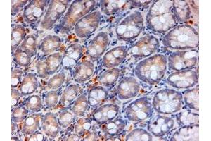 ABIN308433 (2µg/ml) staining of paraffin embedded Mouse Colon. (APOA4 antibody  (Internal Region))
