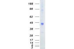 Validation with Western Blot (PDK4 Protein (Myc-DYKDDDDK Tag))