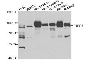Western blot analysis of extracts of various cell lines, using PTPRE antibody. (PTPRE antibody  (AA 20-200))
