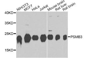 Western blot analysis of extracts of various cell lines, using PSMB3 antibody. (PSMB3 antibody  (AA 1-205))