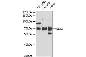 Western blot analysis of extracts of various cell lines, using CDC7 antibody (ABIN6131560, ABIN6138267, ABIN6138268 and ABIN6221407) at 1:1000 dilution.