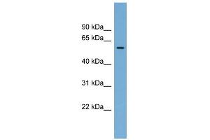 WB Suggested Anti-IFI44 Antibody Titration:  0.