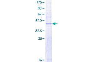 SLC50A1 Protein (AA 1-167) (GST tag)