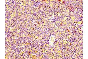 IHC image of ABIN7155241 diluted at 1:400 and staining in paraffin-embedded human lymph node tissue performed on a Leica BondTM system. (HRH4 antibody  (AA 204-292))