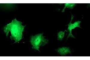Anti-WWTR1 mouse monoclonal antibody (ABIN2454960) immunofluorescent staining of COS7 cells transiently transfected by pCMV6-ENTRY WWTR1 (RC204082). (WWTR1 antibody)
