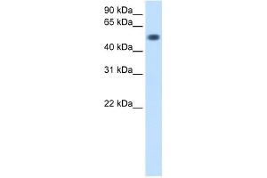 TOR3A antibody used at 0. (TOR3A antibody  (Middle Region))