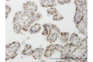 Immunoperoxidase of monoclonal antibody to CLK3 on formalin-fixed paraffin-embedded human placenta. (CLK3 antibody  (AA 36-136))