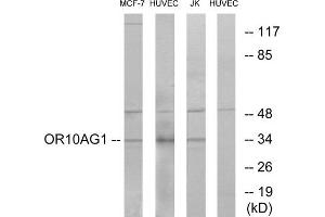 Western blot analysis of extracts from MCF-7 cells, HUVEC cells and Jurkat cells, using OR10AG1 antibody. (OR10AG1 antibody  (C-Term))