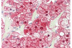 Rabbit Anti-ALAD antibody  Formalin Fixed Paraffin Embedded Tissue: Human Adrenal Primary antibody Concentration: 1:100 Secondary Antibody: Donkey anti-Rabbit-Cy3 Secondary Antibody Concentration: 1:200 Magnification: 20x Exposure Time: 0. (ALAD antibody  (N-Term))