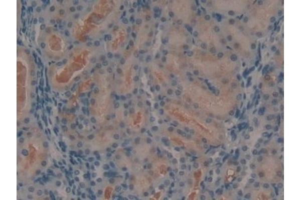 Angiotensin 1-7 antibody