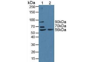 Figure. (BACE2 antibody  (AA 230-396))