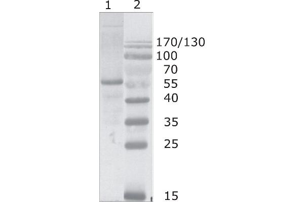 HIV-1 p24 antibody  (N-Term)