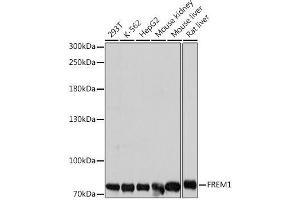 Western blot analysis of extracts of various cell lines using FREM1 Polyclonal Antibody at dilution of 1:1000. (FREM1 antibody)