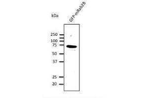 Anti-Rab9b Ab at 1/500 dilution, lysates at 100 µg per Iane, rabbit polyclonal to goat lµg (HR? (RAB28 antibody  (C-Term))
