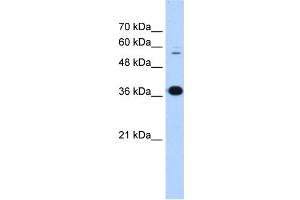 P4HB antibody used at 0. (P4HB antibody  (N-Term))