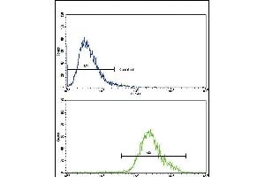 Flow cytometric analysis of CEM cells using CNOT8 Antibody (C-term)(bottom histogram) compared to a negative control cell (top histogram).