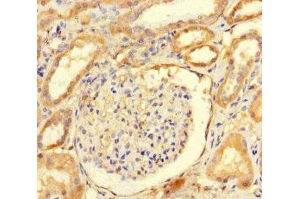ARHGAP19 antibody  (AA 1-494)