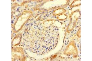 Immunohistochemistry of paraffin-embedded human kidney tissue using ABIN7167939 at dilution of 1:100