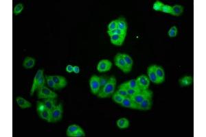 Immunofluorescence staining of HepG2 cells with ABIN7145029 at 1:166, counter-stained with DAPI.