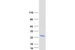 Validation with Western Blot (BEX4 Protein (Transcript Variant 2) (Myc-DYKDDDDK Tag))