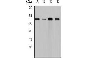 Western blot analysis of DAP expression in HepG2 (A), Hela (B), NIH3T3 (C), rat testis (D) whole cell lysates. (DAP antibody)