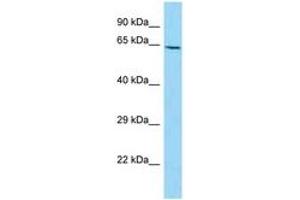 Image no. 1 for anti-Numb Homolog (NUMB) (C-Term) antibody (ABIN6748443) (NUMB antibody  (C-Term))