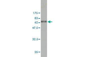 CAPG antibody  (AA 1-348)