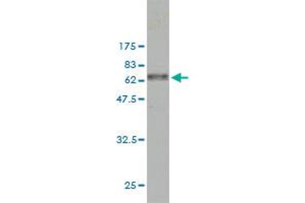CAPG antibody  (AA 1-348)