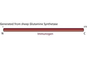 Image no. 3 for anti-Glutamine Synthetase (GLN1) (AA 1-373) antibody (ABIN968015) (GLN1 antibody  (AA 1-373))