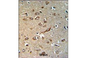 GPR180 Antibody IHC analysis in formalin fixed and paraffin embedded brain tissue followed by peroxidase conjugation of the secondary antibody and DAB staining. (GPR180 antibody  (AA 119-147))