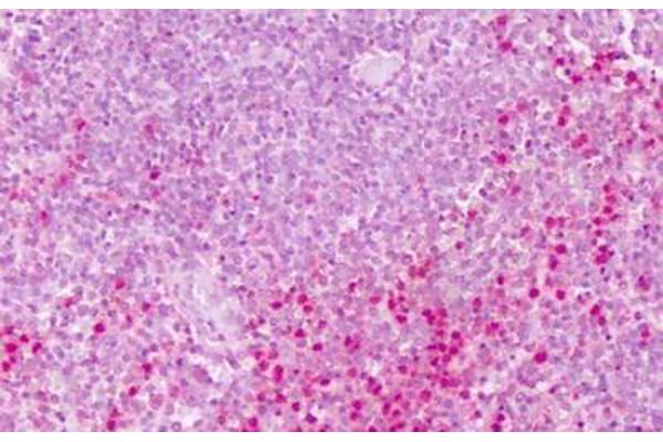 PTPRE antibody  (Cytoplasmic Domain)