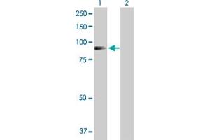 Western Blot analysis of ADD1 expression in transfected 293T cell line by ADD1 MaxPab polyclonal antibody. (alpha Adducin antibody  (AA 1-662))
