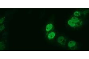 Anti-ARNTL mouse monoclonal antibody (ABIN2452787) immunofluorescent staining of COS7 cells transiently transfected by pCMV6-ENTRY ARNTL (RC207870). (ARNTL antibody)