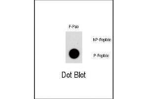 Dot Blot (DB) image for anti-Nuclear Receptor Subfamily 4, Group A, Member 1 (NR4A1) (pSer351) antibody (ABIN389736)