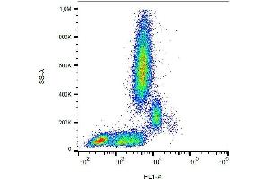 Surface staining of human peripheral blood with anti-human CD31 (MEM-05) FITC. (CD31 antibody  (FITC))