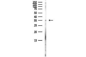 Western blot analysis of lysates from Mouse brain, using PARA Antibody at 1/1000 dilution.