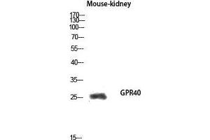 Western Blot (WB) analysis of Mouse Kidney lysis using GPR40 antibody. (FFAR1 antibody  (Internal Region))
