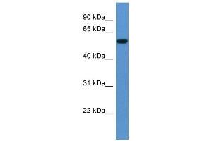 Western Blot showing FCAMR antibody used at a concentration of 1-2 ug/ml to detect its target protein.
