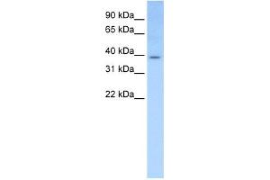 WB Suggested Anti-Elf3 Antibody Titration:  0. (ELF3 antibody  (Middle Region))