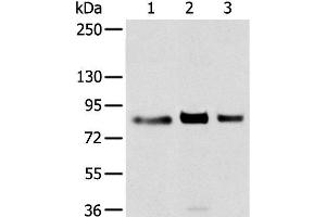 Western blot analysis of 293T cell using TBX3 Polyclonal Antibody at dilution of 1:200 (TBX3 antibody)
