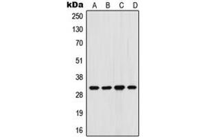 Western blot analysis of FHL3 expression in K562 (A), HeLa (B), Raw264.