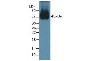 Detection of BMP15 in Mouse Testis Tissue using Polyclonal Antibody to Bone Morphogenetic Protein 15 (BMP15) (BMP15 antibody  (AA 274-390))