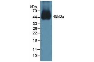 Detection of BMP15 in Mouse Testis Tissue using Polyclonal Antibody to Bone Morphogenetic Protein 15 (BMP15)