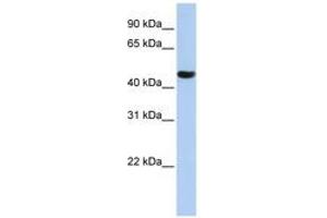 ZNF286A antibody  (AA 108-157)